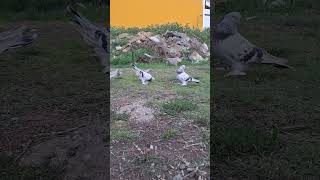 Yeni sezonda Damızlık Ermeni Güvercinlerimiz pigeon dogal köydeyaşam birds guvercinlik [upl. by Gilford]