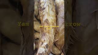 TogiSago ilocano dialectDioscorea hispidayam tubersarrowroot [upl. by Golda]