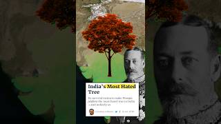 Most hated Tree in india shorts facts plants [upl. by Niwrehs]