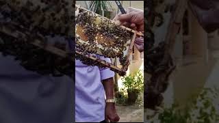 RSGopakumar Sirs Beekeeping class at CSED Kottarakkara  Formerly ETC [upl. by Deedahs708]