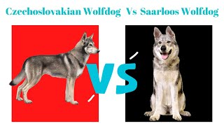 The Czechoslovakian Wolfdog Vs The Saarloos Wolfdog [upl. by Streeter]