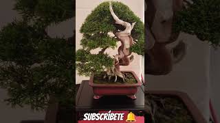 sencillamente genial manolofelix bonsai bonsaiaficionado bonsaiponderosaehn [upl. by Merissa]