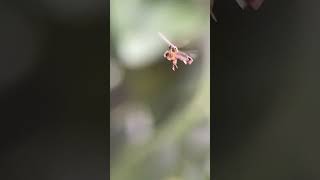 Baccha elongata adalah spesies hoverfly atau lalat bunga dalam genus Baccha macrovideo macro [upl. by Annayak]