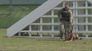 Navy MasteratArms 2nd class wants to make career out of training military dogs [upl. by Risley]