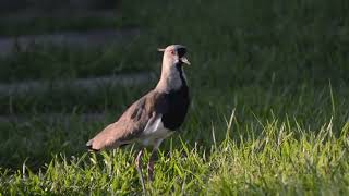 TERO  Southern lapwing Vanellus chilensis [upl. by Harobed]