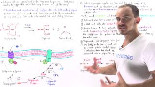 Mobilization of Triglycerides in Adipose Cells [upl. by Enyawad754]