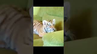 A tiger cub is currently residing at my home [upl. by Baoj]