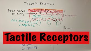 Tactile Receptors [upl. by Demmahum]