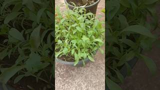 How to grow coriander from seeds  hara dhaniya kese ugaye pani me [upl. by Sean81]