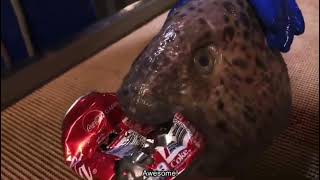 Wolffish head bites through coke can [upl. by Niamrahc]