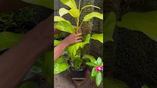 HELPING PHILODENDRON PLANT🙂🙂  GARDEN trending youtubeshorts [upl. by Seaddon481]