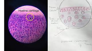 Anatomy Histology PYQ Important Theory Paper Final Questions Revise [upl. by Schurman]