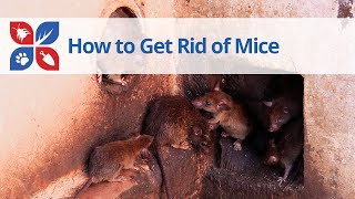 How to Get Rid of Mice  DoMyOwncom [upl. by Ramedlaw]