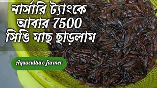 নার্সারি ট্যাংক থেকে মাছ বিক্রির পর আবার 7500 মাছ ছাড়লাম Aquaculture farmer [upl. by Tull]