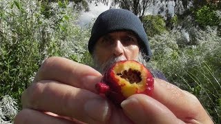 Pigface amp Quandong Bush Tucker Walkabout 🥧🥧🍒🥧 [upl. by Sirmons122]