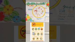 life cycle of maleria  Maleria causes by mosquitoviralvideo lifecyclemaleria communityyoutube [upl. by Aluor]