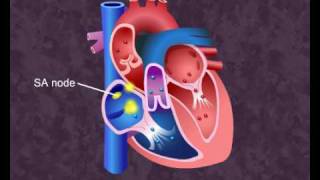 How your heart works  Cardiac Cycle [upl. by Rooke340]