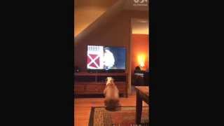 Dog LOVES Budweiser 2015 Super Bowl commercial [upl. by Laehplar732]