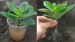 Techniques for Growing Kalanchoe from Cuttings fast and effective Rooting At Home [upl. by Ahsimin]