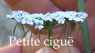 La petite ciguë comment la reconnaître plante toxique [upl. by Anirbes319]