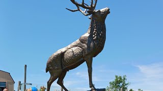 Our Visit to Natures Creek Camel Farm and Zoo on Fathers Day [upl. by Mendive]