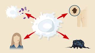 Macrophage Subtypes Polarization Activation and Plasticity [upl. by Lanrev]