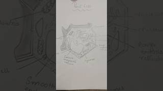 Plant cell  drawing  art easy [upl. by Dnaltruoc]