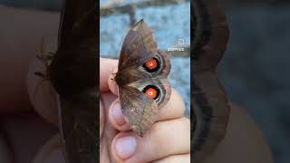 Heres my life I study moths amp Butterflies [upl. by Nagol]