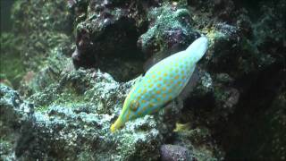 Orangespotted Filefish [upl. by Amsirp431]