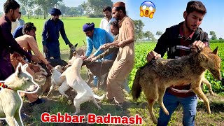 Shikar Par Gabbar Badmash Ka Shikari Dogs Sy Panga Ho Gya [upl. by Notslah479]