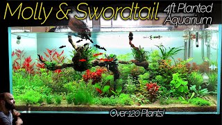 BLACK MOLLY amp ORANGE SWORDTAIL Aquarium Over 120 Plants IN ONE TANK Aquascape Tutorial [upl. by Eahsan]