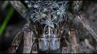 Wolf Spider With Spiderlings [upl. by Zacarias]