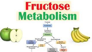 Fructose Metabolism Absorption Fructolysis Regulation and Role in Obesity [upl. by Mateya]