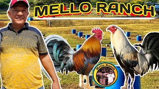 Mello Ranch Kelso radio Clement 🐓🐓🐓💥💥 [upl. by Osanna]