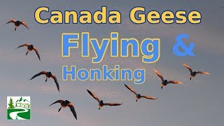 Canada geese flying and honking loud sounds [upl. by Concepcion]