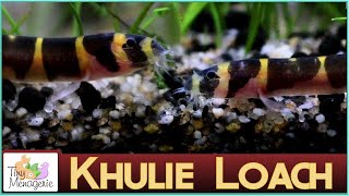 All About Khulie Loaches Coolie Loach Adorable Little Bottom Dweller [upl. by Nnyleve426]