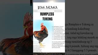 TUKONG NA MANOK O RUMPLESS [upl. by Narf793]