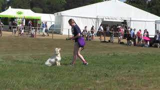 Working Clumber Spaniel Society [upl. by Erodroeht]