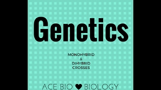 Mendelian Genetics Monohybrid amp Dihybrid Crosses [upl. by Eerbua]