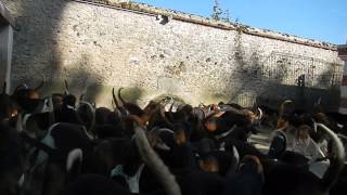 Hounds of Cheverny at Feeding Time [upl. by Prudence]