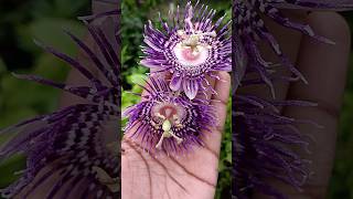 🤯அழகிய கிருஷ்ணகமலம் பூ⁉️l Passion flower  abithaakk passionflower flower shortsfeed shorts [upl. by Nagn35]