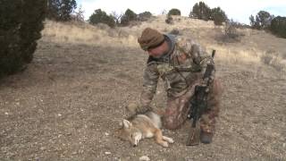 Fred Eichler takes a furred up coyote in Colorado [upl. by Yenttihw]