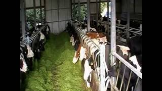 Cow Pow Animal Feeding Barrier System [upl. by Zelig]