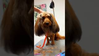 💥 Ears of Love ❤️ Gorgeous Doxiepoo Makeover 🐶 [upl. by Hebel]