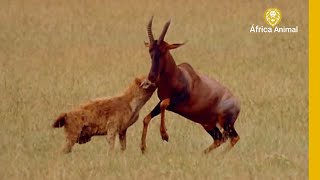 QUANDO HIENAS FAMINTAS CAÇAM TOPIS  ÁFRICA ANIMAL [upl. by Frieda]