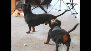 Crusoe amp Oakley Play Time [upl. by Lurleen]