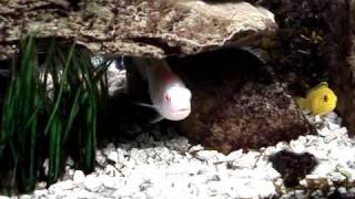 AFRICAN CICHLID 10 GALLON AQUARIUM [upl. by Eimoan910]