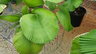 Licuala cordata  RARE Palm From Borneo [upl. by Sucramal]