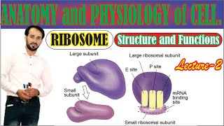 Ribosomes  Structure Composition and Functions of Ribosomes  Large subunit and Small Subunit [upl. by Sharman]