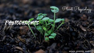 Phytochromes  Malayalam  Chromoproteins [upl. by Glanville550]